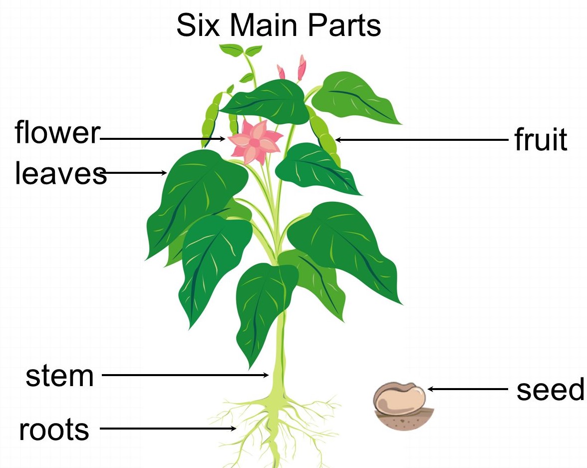 Mary Teaches Students Six Plant Parts - No More Empty Pots