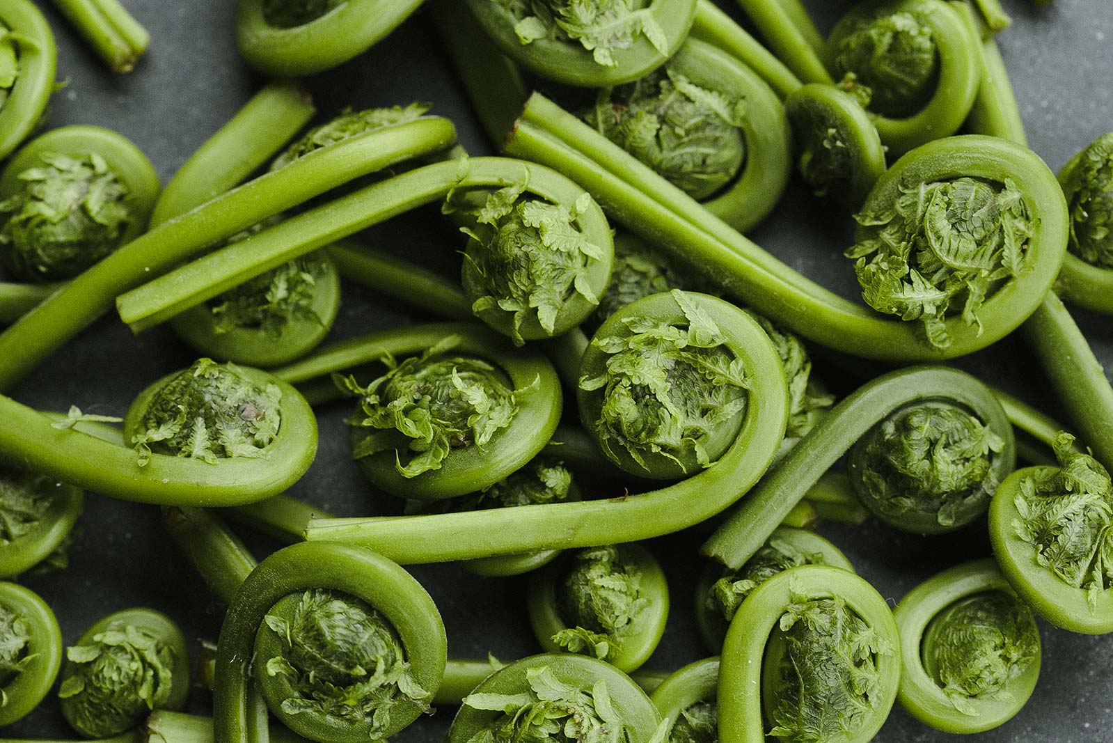 What Is A Fiddlehead Fern No More Empty Pots 